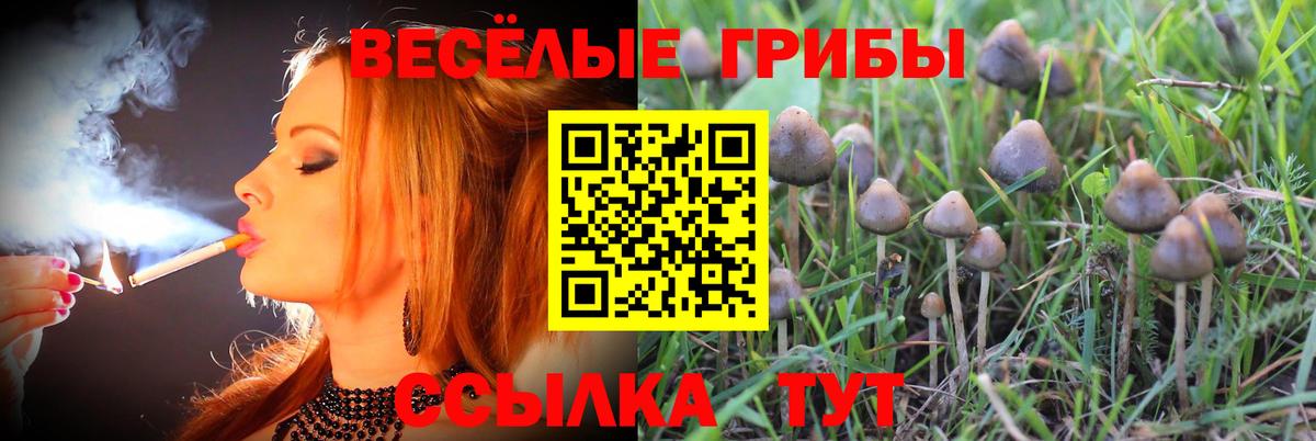 Ногинск  Псилоцибиновые грибы MAGIC MUSHROOMS  Вход с VPN 